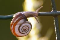 Cernuella neglecta