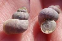 Pomatias elegans