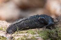 Limax cinereoniger