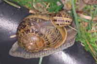 Cornu aspersum