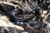 Limax maximus