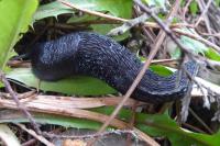 Limax cinereoniger