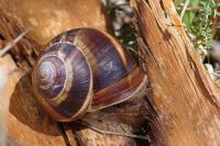 Helix lucorum