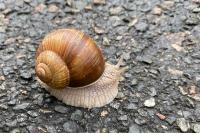 Helix pomatia