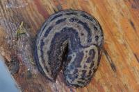 Limax maximus