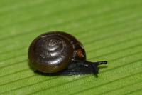 Zonitoides nitidus