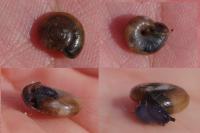 Oxychilus navarricus helveticus