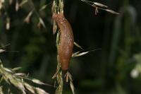 Arion ater rufus