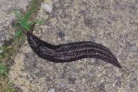 Limax maximus
