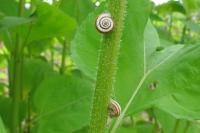 Helicella
