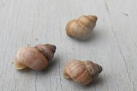 Pomatias elegans