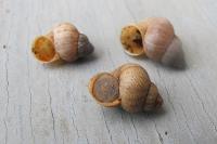 Pomatias elegans
