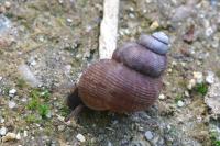 Pomatias elegans
