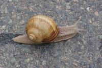 Helix pomatia