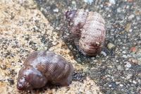 Pomatias elegans