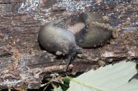 Limax cinereoniger