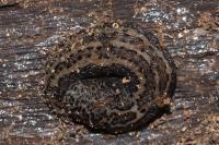 Limax maximus