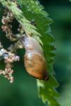 Succinea putris