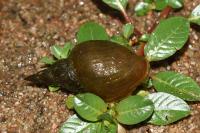 Lymnaea stagnalis
