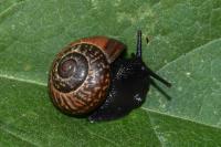 Arianta arbustorum