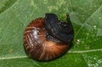 Arianta arbustorum