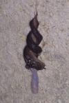 Limax maximus