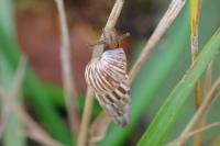 Cochlicella acuta