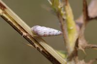 Cochlicella acuta