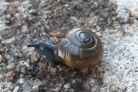 Oxychilus draparnaudi