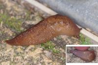 Deroceras reticulatum
