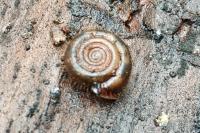 Helicodonta obvoluta