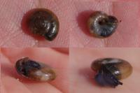Oxychilus draparnaudi
