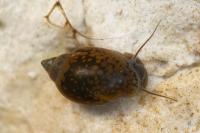 Physella acuta