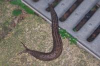Limax maximus