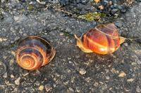 Helix lucorum