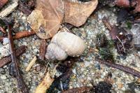 Pomatias elegans