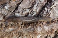 Lehmannia marginata