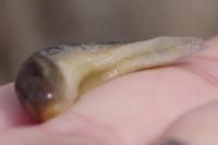 Lehmannia marginata