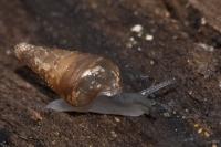 Cochlodina laminata