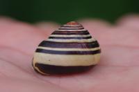 Cepaea nemoralis