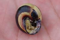 Cepaea nemoralis
