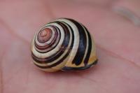 Cepaea nemoralis