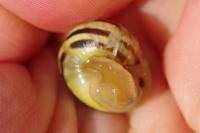 Cepaea hortensis