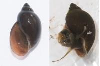 Physella acuta