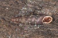 Macrogastra rolphii