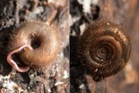 Helicodonta obvoluta