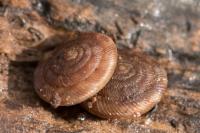 Gonyodiscus rotundatus