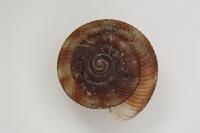 Gonyodiscus rotundatus