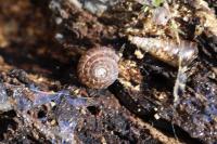 Gonyodiscus rotundatus
