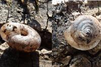 Gonyodiscus rotundatus